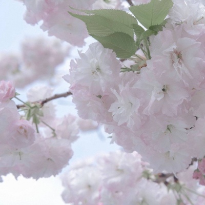 兽设清新风格设计兽圈社群